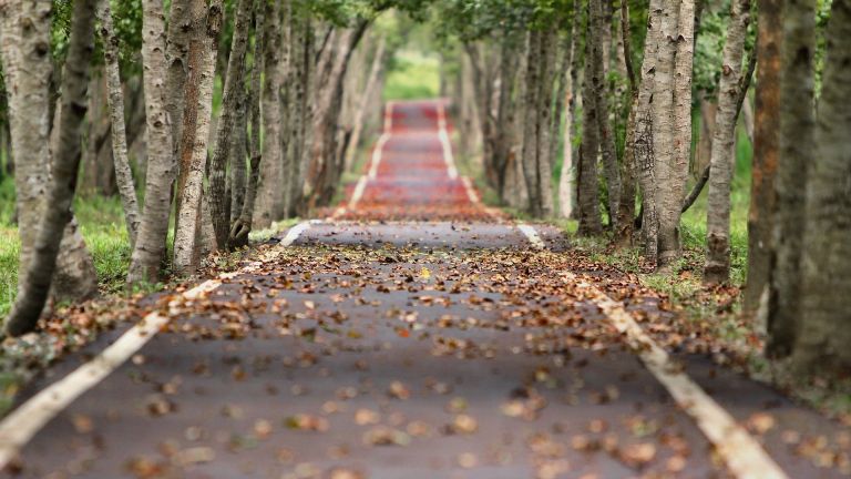 chemin dans la forêt